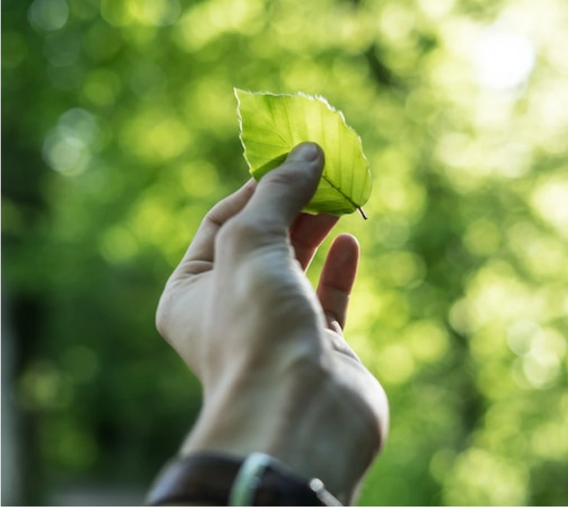 Environment and Sustainability