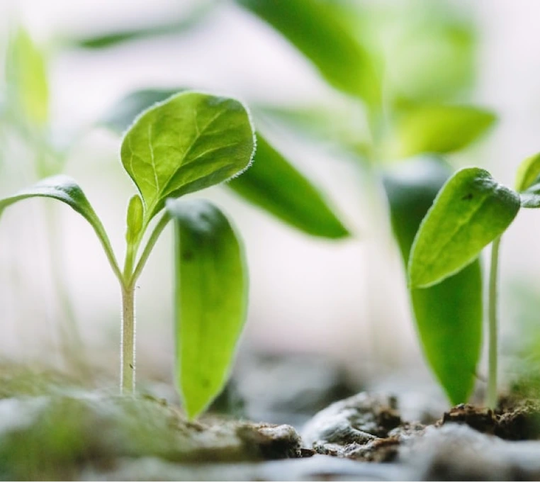 Agriculture and Food